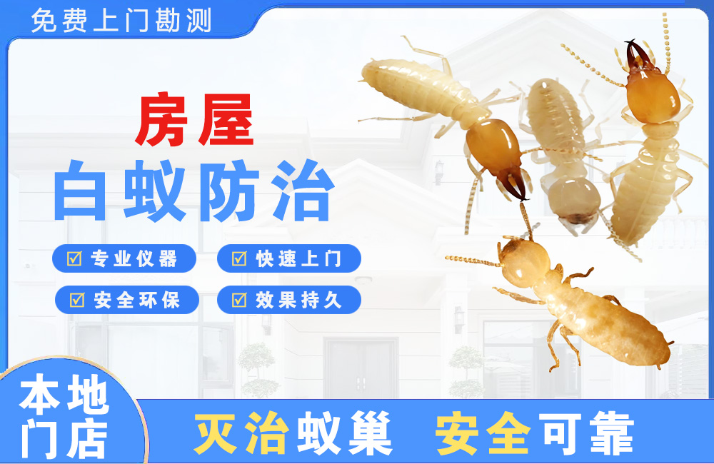 天宁房屋白蚁防治
